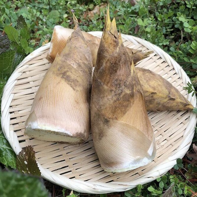 朝採り筍 約3kg 米ぬか付き | 産地直送朝採り筍販売所
