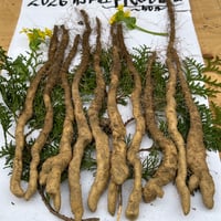 天然 自然薯 500g | 産地直送朝採り筍販売所
