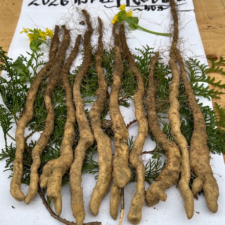 黒部産・超粘り！赤土粘土の典型的天然自然薯 260mm ≒580g 国産自然薯を通信販売でお取り寄せ【熊本県産】