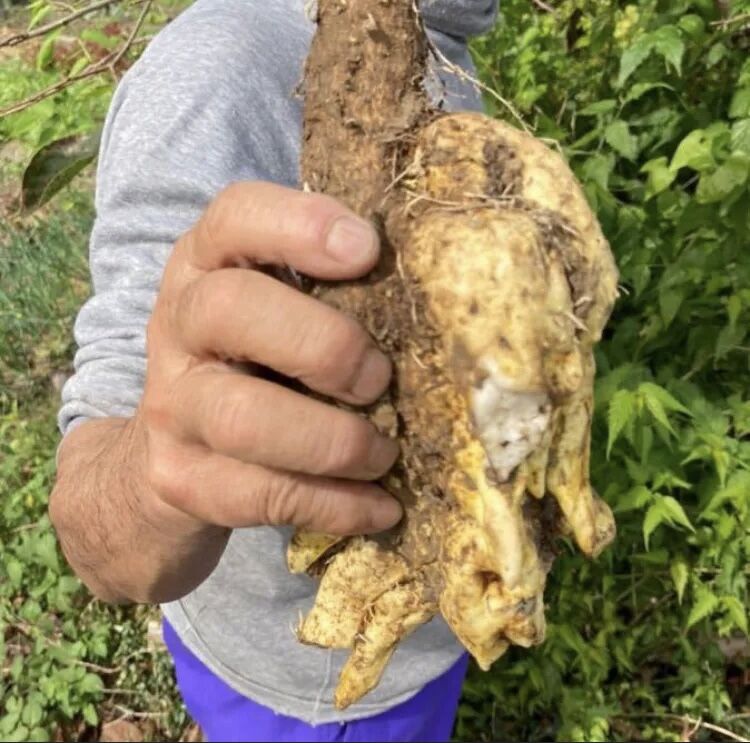 自然薯 天然 yoshi様専用 富士山麓産