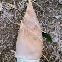 天然 自然薯 500g | 産地直送朝採り筍販売所 天然 自然薯 500g | 産地直送朝採り筍販売所