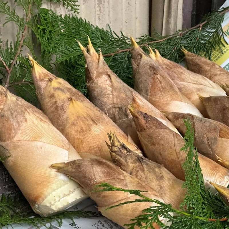 タケノコ 筍 たけのこ 16日朝 堀りたて 受け渡し限定