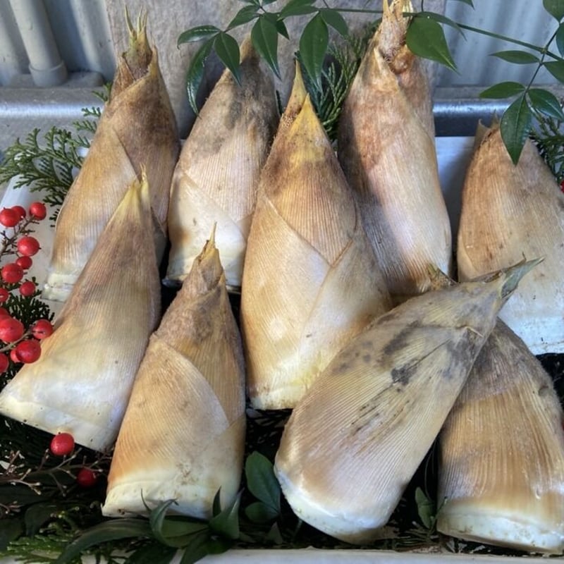 朝採り筍 約5kg 米ぬか付き | 産地直送朝採り筍販売所