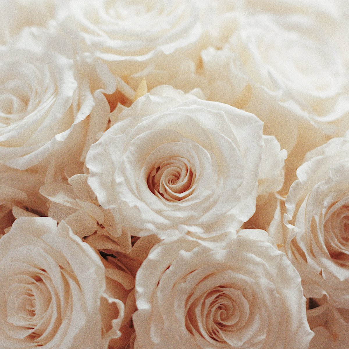 アンティーク　パウダーボックス　エンジェル　バラ　ローズ ダズンローズボックスantique white | OLIOLI FLOWER