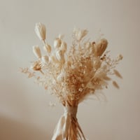 fennel  bonbon  cream