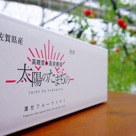 じゅわっと溢れる糖度8〜11度！濃甘フルーツトマト「太陽のたまもの」5kg
