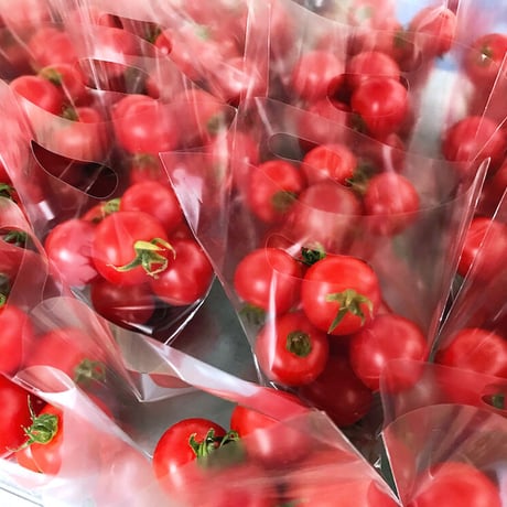 じゅわっと溢れる糖度8〜11度！濃甘フルーツトマト「太陽のたまもの」5kg