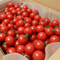 じゅわっと溢れる糖度8〜11度！濃甘フルーツトマト「太陽のたまもの」3kg