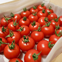 じゅわっと溢れる糖度8〜11度！濃甘フルーツトマト「太陽のたまもの」1kg