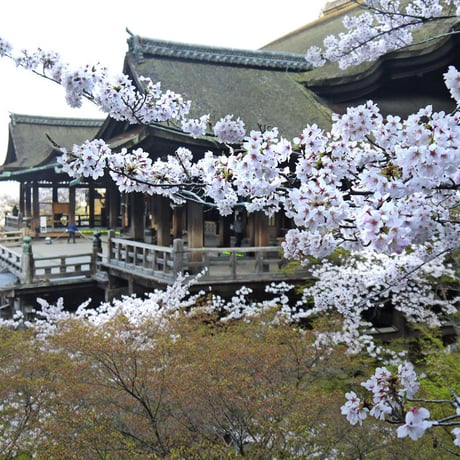 Closed to the Public Temple Excursion in Kyoto(Guide 6H)