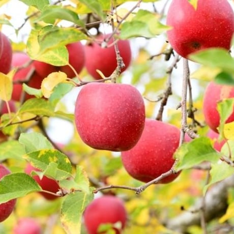 Flower Garden & Fruit Picking