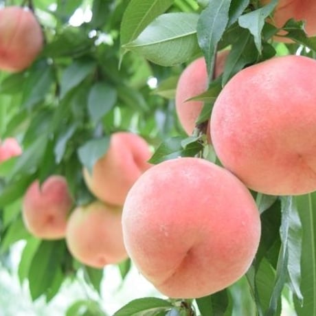 Flower Garden & Fruit Picking