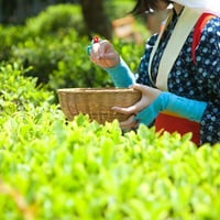 Tea Leaf Harvesting  ( 4 H)