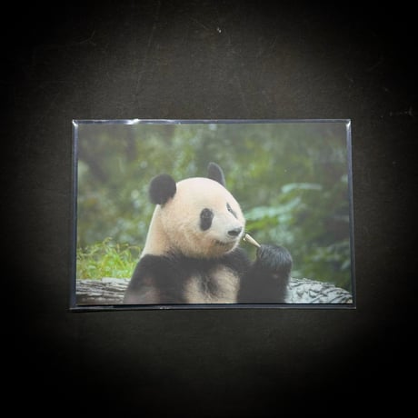 【熊猫工場（Panda　Factory）】公式ライセンス正規品・シャンシャン　生後3か月　うつぶせ姿　リアルぬいぐるみ