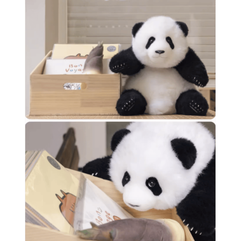 熊猫工場（Panda Factory）】萌蘭（モンラン） 生後5か月 うつぶせ姿