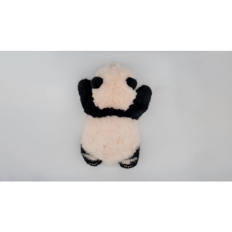 パンダ 熊猫工場 熊猫工場（Panda Factory）】萌蘭（モンラン） 生後5か月