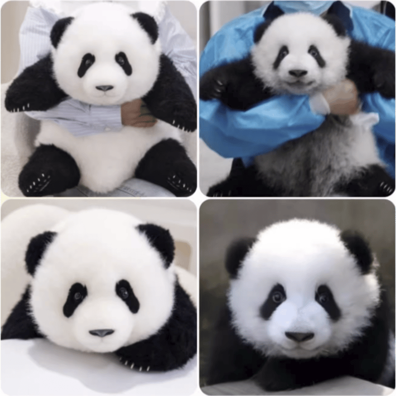 熊猫工場（Panda Factory）】萌蘭（モンラン） 生後5か月