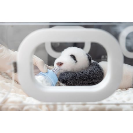 【熊猫工場（Panda　Factory）】シャンシャン　生後22日　開眼or閉眼バージョン　ハンドメイド　リアルぬいぐるみ