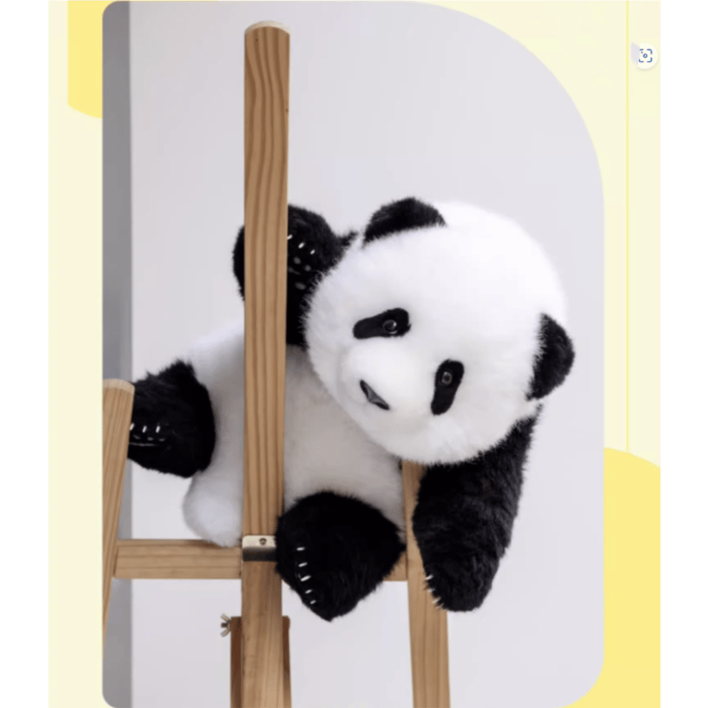 熊猫工場（Panda Factory）】萌蘭（モンラン） 生後5か月