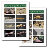 インフォームドコンセントシート：ヒョウモントカゲモドキ：品種、特徴01
