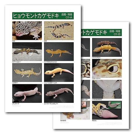 インフォームドコンセントシート：ヒョウモントカゲモドキ：品種、特徴01