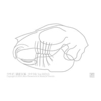 ゑぺたん：ウサギ：頭部X線-ラテラル