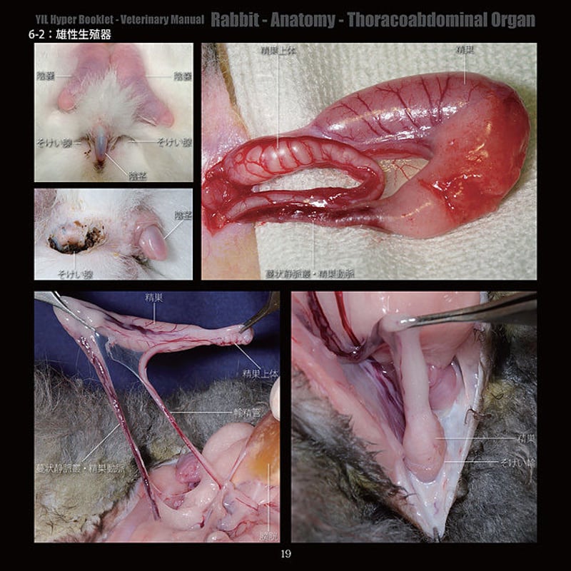 YILハイパーブックレット-ヴェテリナリマニュアル「ウサギ-解剖-胸腹腔
