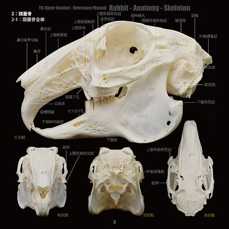 YILハイパーブックレット-ヴェテリナリマニュアル「ウサギ-解剖-骨格