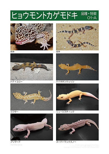 ヒョウモントカゲモドキ品種図鑑 = LEOPARD GECKO Morph B… インフォー