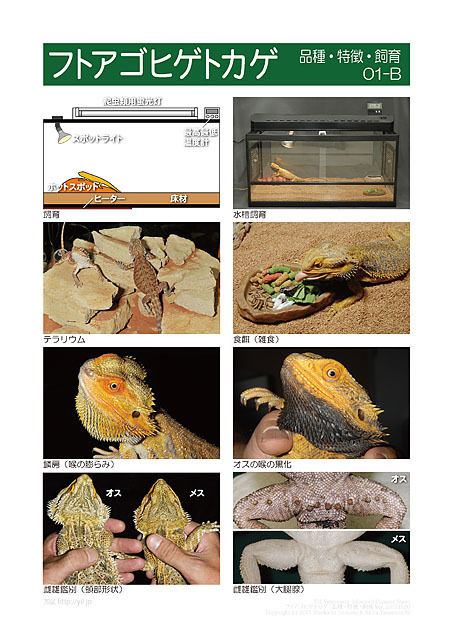 インフォームドコンセントシート：フトアゴヒゲトカゲ：品種、特徴