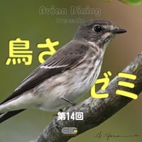 Avian Dining主催  鳥さんゼミ  第14回：画像診断パート2