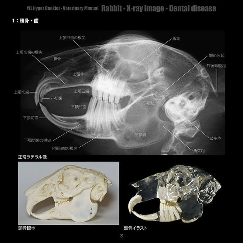 YILハイパーブックレット-ヴェテリナリマニュアル「ウサギ-X線画像
