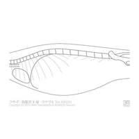 ゑぺたん：ウサギ：胸腹部X線-ラテラル