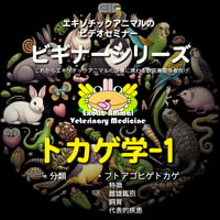 エキゾチックアニマルビデオセミナー：ビギナーシリーズ：トカゲ学-1