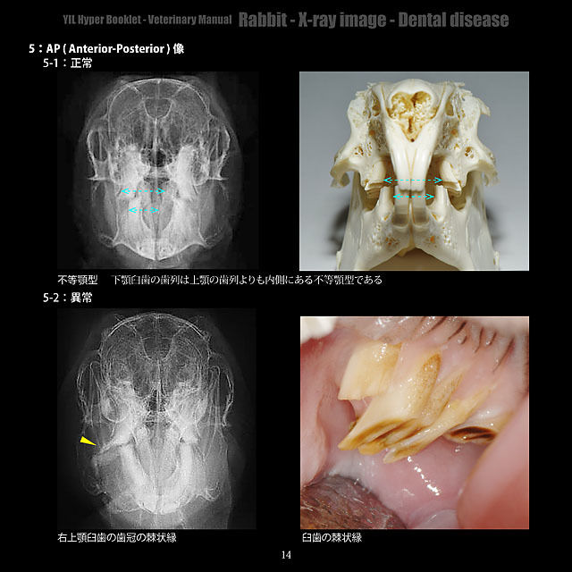 げっ歯類・ウサギ・フェレットのX線アトラス げっ歯類・ウサギ・フェレットのX線アトラス げっ歯類・ウサギ