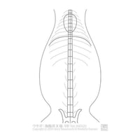 ゑぺたん：ウサギ：胸腹部X線-VD