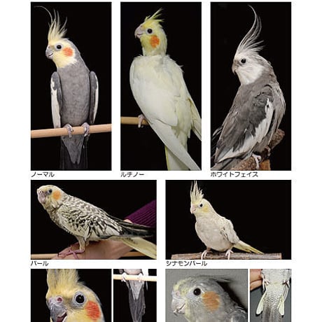 インフォームドコンセントシート：セキセイインコ：種類、品種、雌雄鑑別01、オカメインコ：種類・品種・雌雄鑑別01