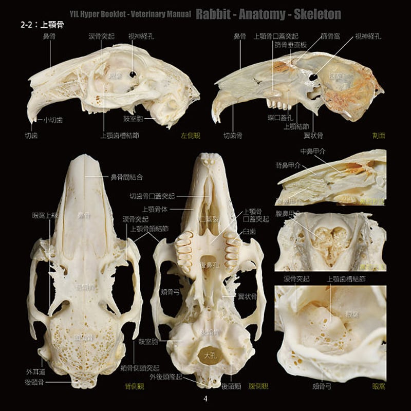 YILハイパーブックレット-ヴェテリナリマニュアル「ウサギ-解剖-骨格