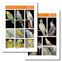 インフォームドコンセントシート：セキセイインコ：種類、品種、雌雄鑑別01、オカメインコ：種類・品種・雌雄鑑別01