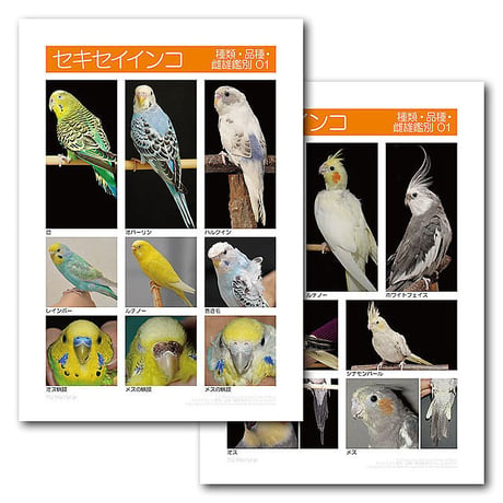 インフォームドコンセントシート：セキセイインコ：種類、品種、雌雄鑑別01、オカメインコ：種類・品種・雌雄鑑別01