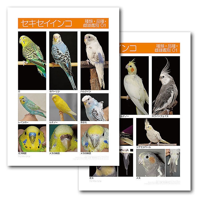 インフォームドコンセントシート：セキセイインコ：種類、品種、雌雄