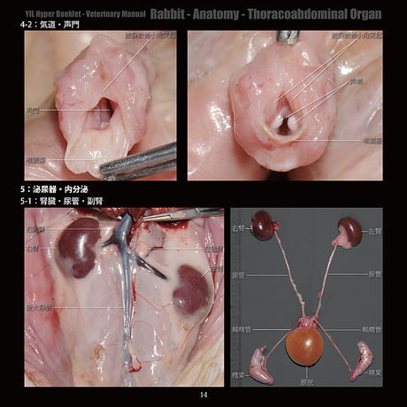 YILハイパーブックレット-ヴェテリナリマニュアル「ウサギ-解剖-胸腹腔臓器」