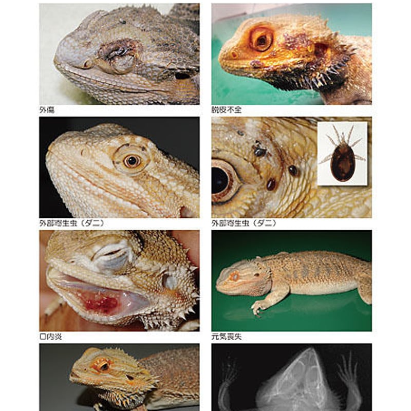 フトアゴ様。確認用 インフォームドコンセントシート：フトアゴヒゲトカゲ：疾患01 | EIC Store