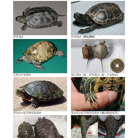 インフォームドコンセントシート：半水棲ガメ01：種類・雌雄鑑別、飼育