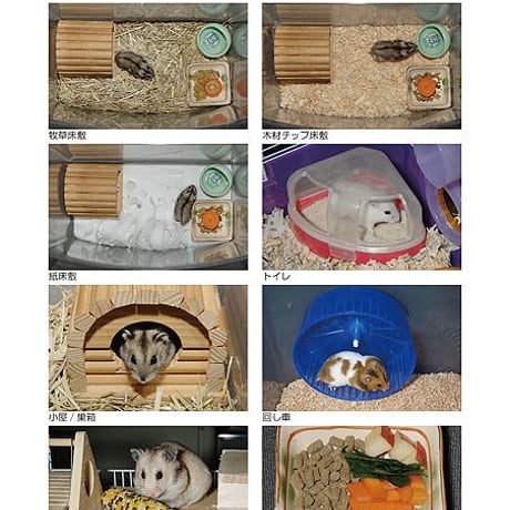 インフォームドコンセントシート：ハムスター：飼育01