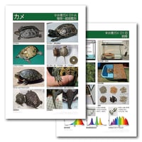 インフォームドコンセントシート：半水棲ガメ01：種類・雌雄鑑別、飼育