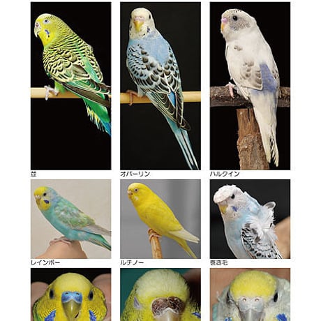 インフォームドコンセントシート：セキセイインコ：種類、品種、雌雄鑑別01、オカメインコ：種類・品種・雌雄鑑別01