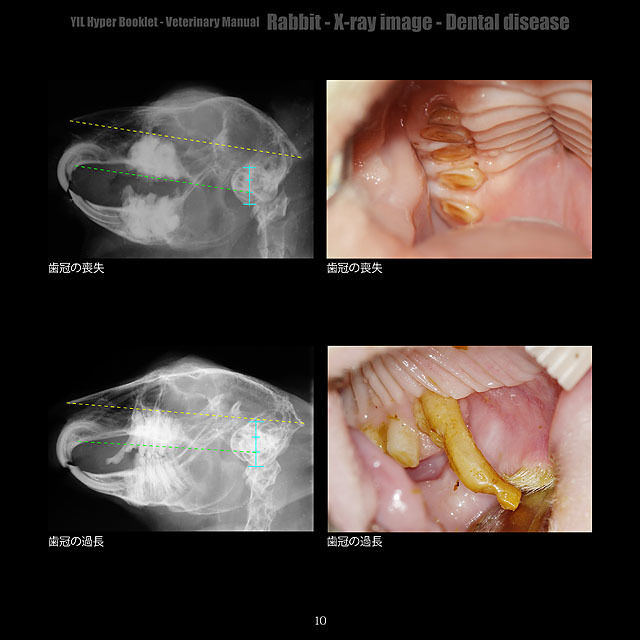 YILハイパーブックレット-ヴェテリナリマニュアル「ウサギ-X線画像