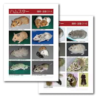 モルモットの臨床　エキゾチックアニマル臨床シリーズ　2冊セット エキゾチック臨床シリーズ | 株式会社学窓社