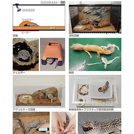 インフォームドコンセントシート：ヒョウモントカゲモドキ：飼育01・疾患01